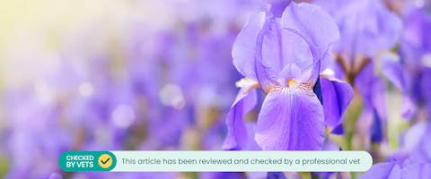 Is iris best sale poisonous to dogs